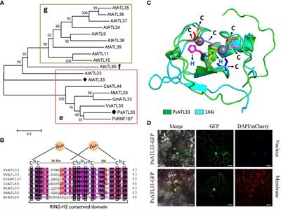 A tree peony RING-H2 finger protein, PsATL33, plays an essential role in cold-induced bud dormancy release by regulating gibberellin content